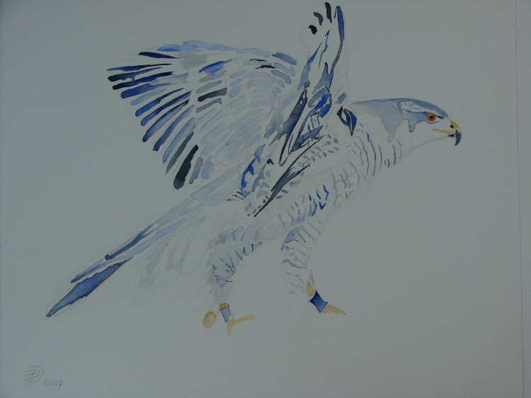 Hawk <i>(study)</i>