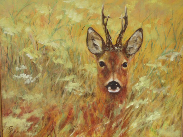 Male Roe Deer <i>(study)</i>