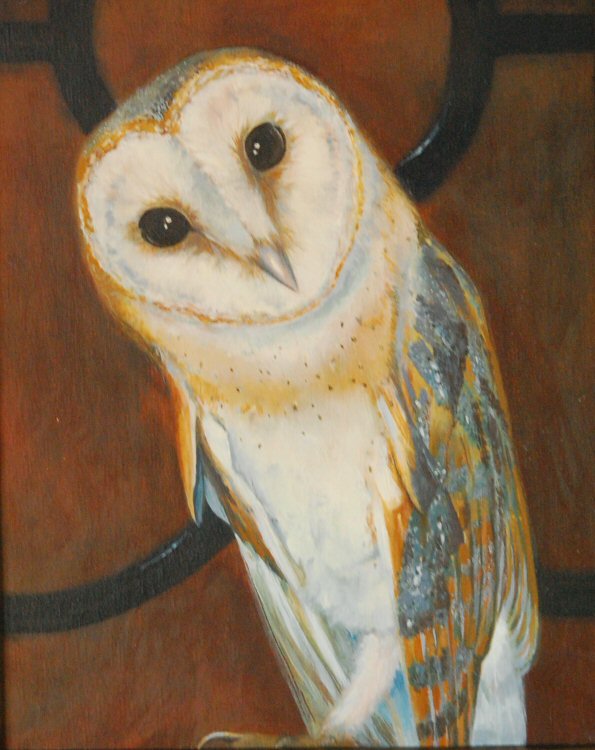 Barn Owl