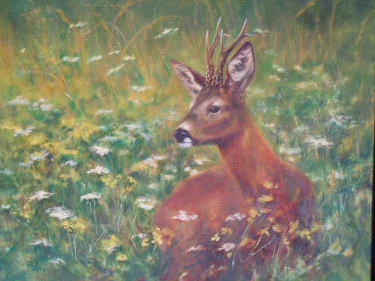 Roebuck in Flower Field