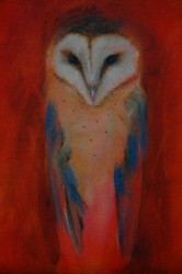 Barn Owl Chick <i>(study)</i>