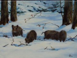 Wild Boar in the Snow