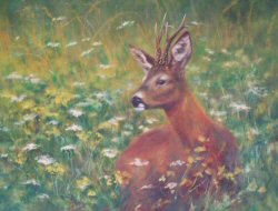 Roebuck in Flower Field