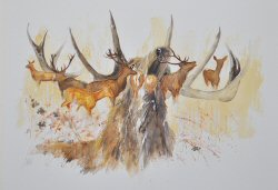 Rutting Stag